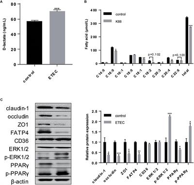 Enterotoxigenic Escherichia coli Interferes FATP4-Dependent Long-Chain Fatty Acid Uptake of Intestinal Epithelial Enterocytes via Phosphorylation of ERK1/2-PPARγ Pathway